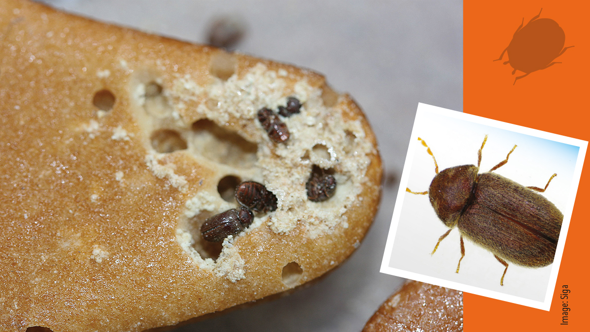 Adult biscuit beetle in gingerbread man.